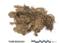 藏品(暖地泥炭苔)的圖片